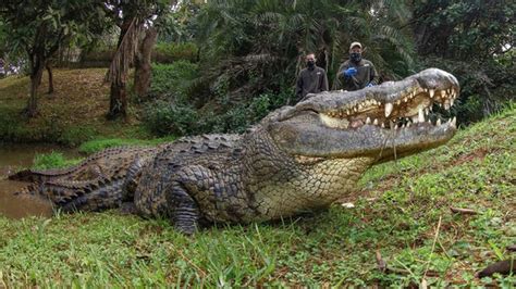 henry the nile crocodile.